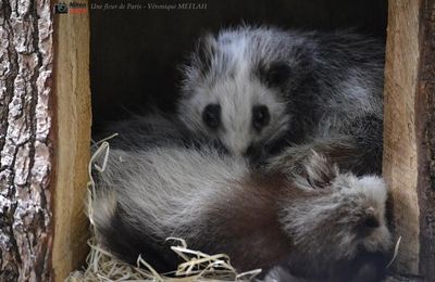 Ménagerie du Jardin des Plantes : Le Rat des Nuages