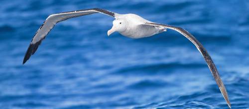 L'Albatros hurleur