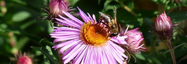 Les grandes Asters et les butineuses