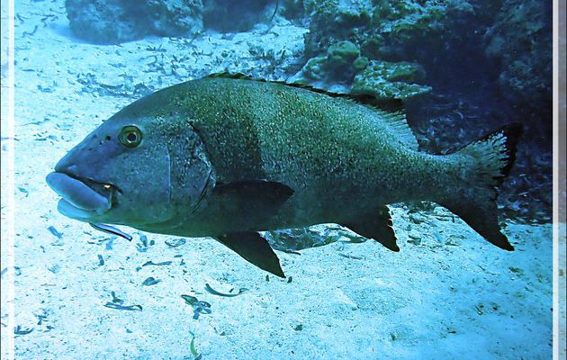 Gaterin noir (Plectorhinchus gibbosus) en compagnie de Vivaneau bengalais (Lutjanus bengalensis) puis de Faux nettoyeur (Aspidontus tractus) - Plongée à l'île Bijoutier - Seychelles