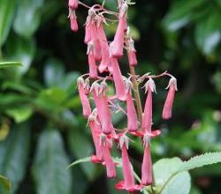 Fuchsia du Cap