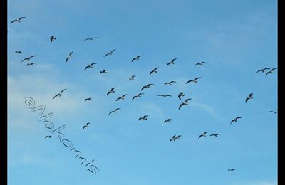 Mouettes rieuses - Chroicocephalus ridibundus 