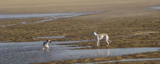2 whippets sur une plage déserte