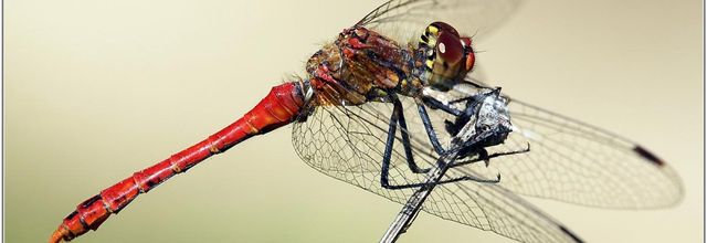 Sympétrum Rouge Sang (1) - Sympetrum sanguineum