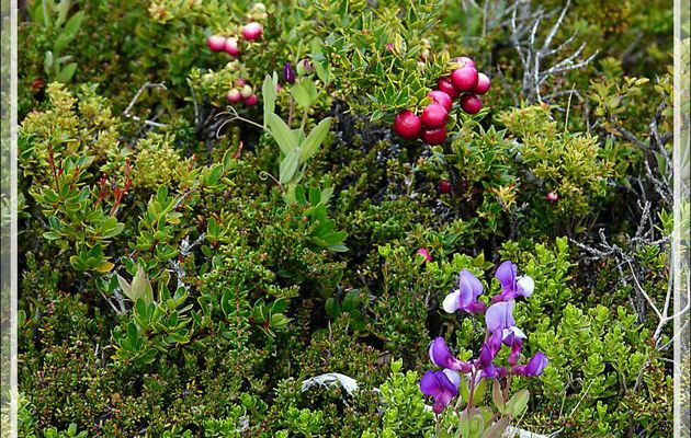 Gaulthérie mucronée, Pernettya mucronée, Bruyère épineuse, Chaura (Gaultheria mucronata) - Peninsula de Magallanes - Patagonie - Argentine