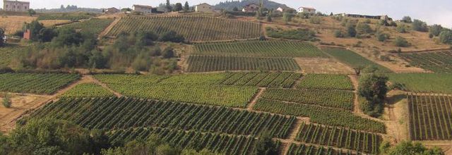Avant les vendanges...
