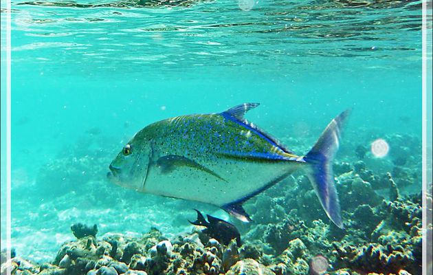Carangue bleue, Carangue à ailes bleues, Carangue étoilée, Bluefin trevally (Caranx melampygus) - Moofushi - Atoll d'Ari - Maldives