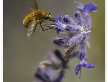 Bombylius minor