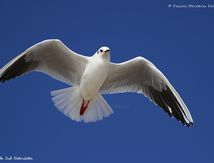 Mouette rieuse
