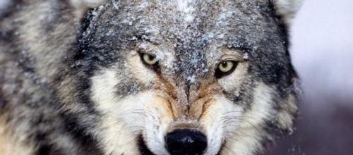 Les loups (Jack London)