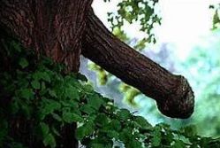 je suis un arbre