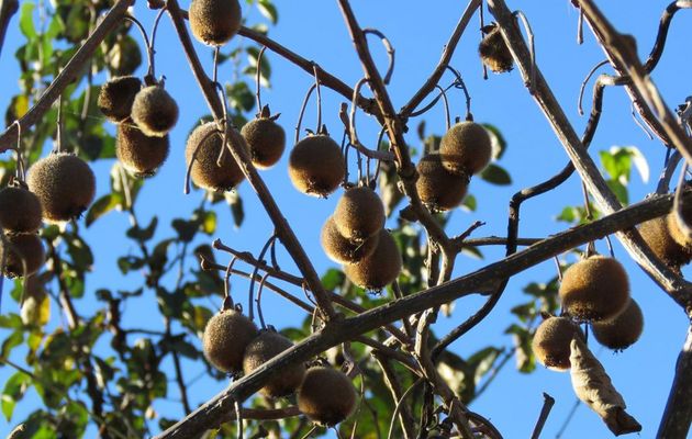 des Kiwis ...