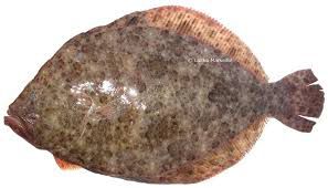 Turbot rôti aux oignons rouges de Toulouges