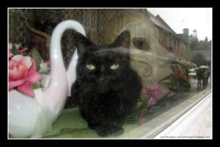 Mais si, j'aime les chats ! Un clin d'oeil à F.R.