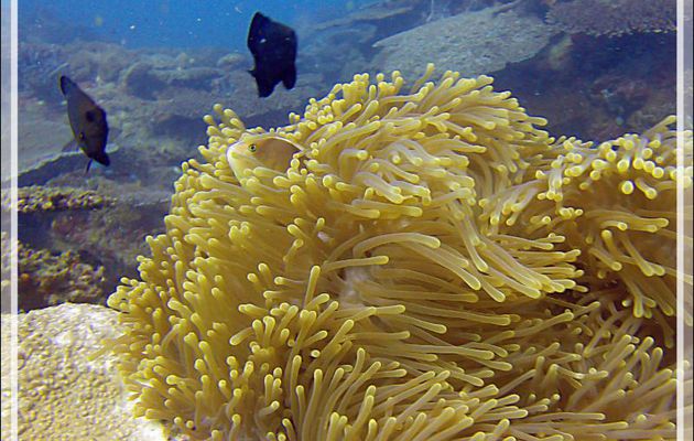 Poisson-clown mouffette ou à bande dorsale, Nosetripe clownfish (Amphiprion akallopisos) : me voyez-vous ? - Nosy Tsarabanjina - Nosy Mitsio - Madagascar