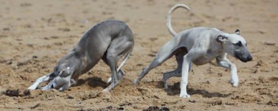 Que c'est bon de se rouler dans le sable!
