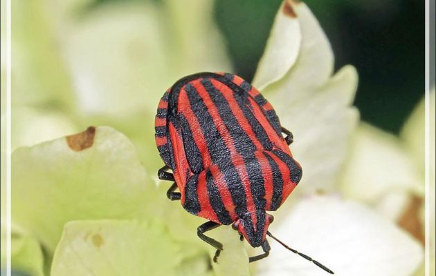 Punaise arlequin, Graphosome rayé, Italian Striped-Bug, Minstrel Bug (Graphosoma lineatum) - Lartigau - Milhas - 31