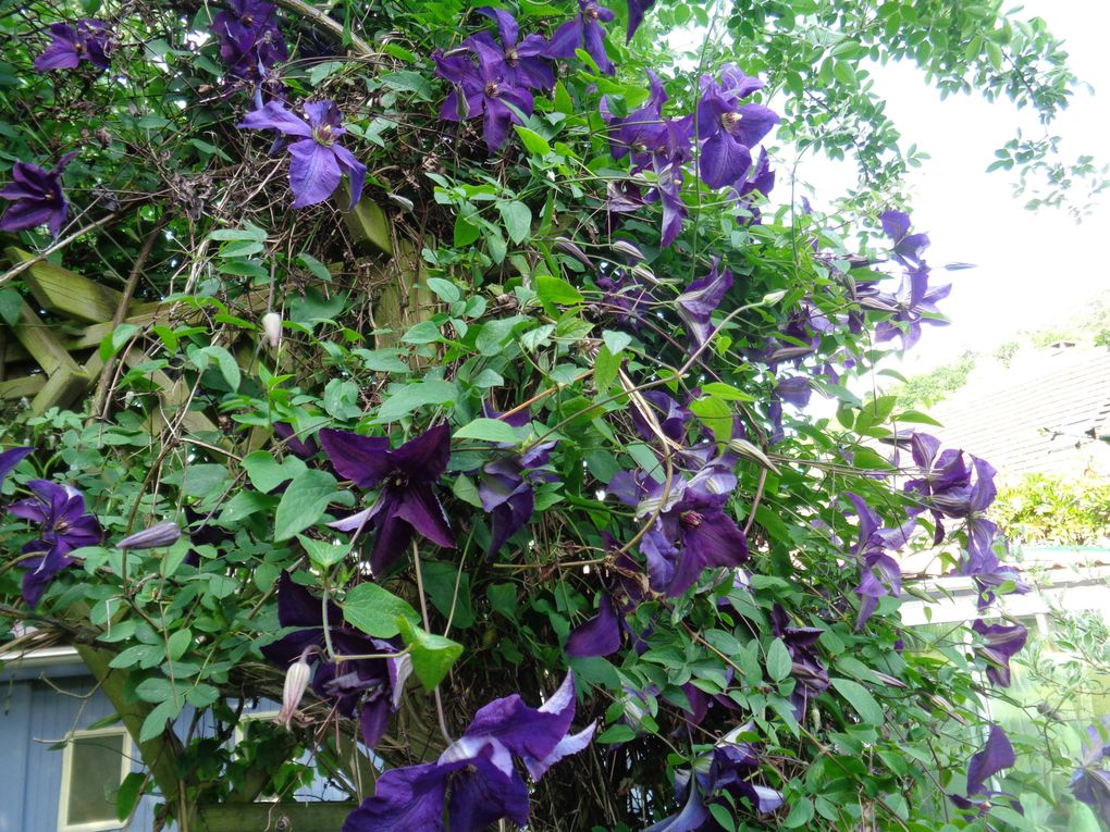 fleurs 
