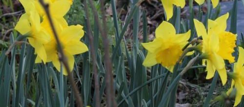 Le printemps au jardin, c'est parti ! 