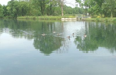Les oies bernaches de Sainte Colombe sur Seine..