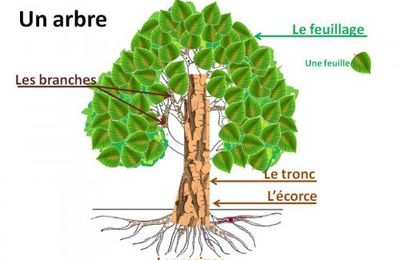 Vocabulaire : Vocanet - Arbre