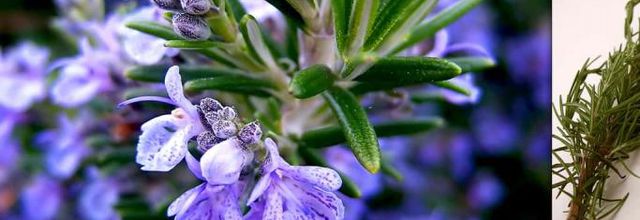 Les délicieuses herbes aromatiques et leurs vertues