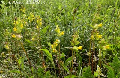 Rhinanthus minor  -  petit rhinanthe
