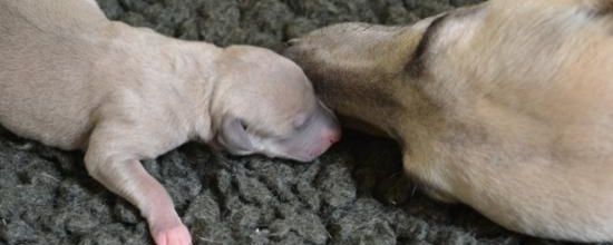 Petit bisou