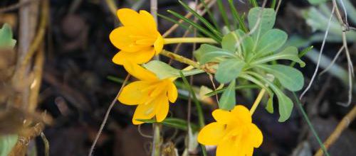 Capricieux crocus (2)
