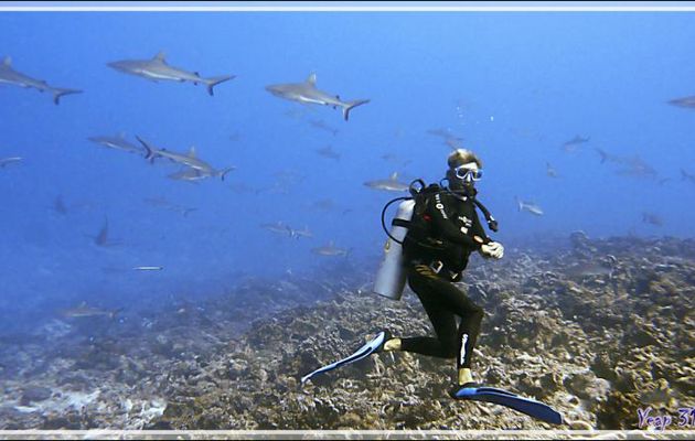 Nikita mon moniteur de plongée sur fond de Requins gris - Passe Tumakohua - Fakarava sud - Tuamotu - Polynésie française