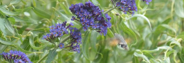 Un superbe papillon au jardin
