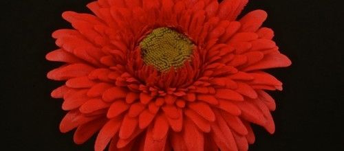 Gerbera de papier