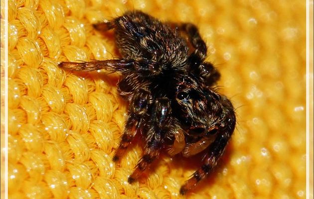 Un monstre de 4 mm : l'araignée sauteuse (saltique) Pseudeuophtys lanigera (femelle) - Lartigau - Milhas - 31