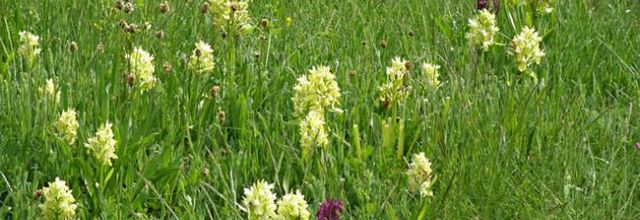 Dactylorhiza sambucina - orchis sureau