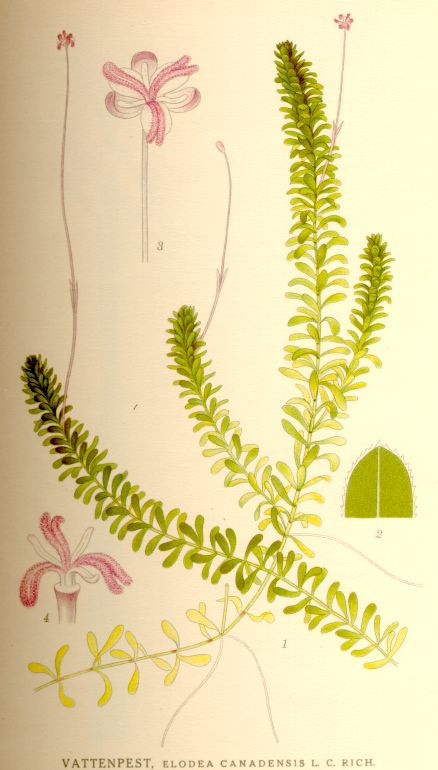 Élodée ici Elodea canadensis