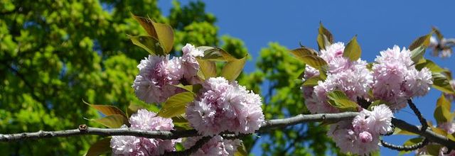 Canal Saint-Martin :  A l'ombre des cerisiers en fleurs ...