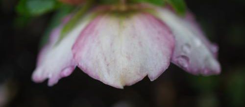 Belles de l'hiver