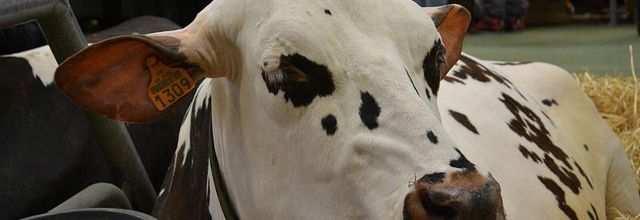 Salon de l'Agriculture 2014 : La Montbéliarde