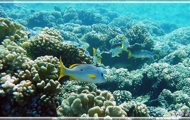 Vivaneau églefin ou à tache noire ou Perche à tache noire ou Jaunet à une tache, One-spot snapper (Lutjanus monostigma) - Passe Tumakohua - Fakarava sud - Tuamotu - Polynésie française