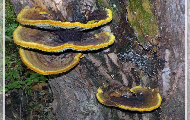 Champignon Polypore éclatant (Pycnoporellus fulgens ?) sur résineux mort - Lartigau - Milhas - 31