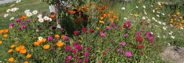 "Puisque mai tout en fleurs..."
