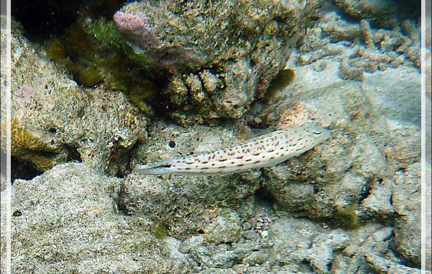 Perche de sable, Parapercis ocellé, Pintade, Perche mouchetée, Speckled sandperch (Parapercis hexophthalma) - Moofushi - Atoll d'Ari - Maldives