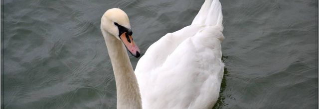 Majestueux cygnes