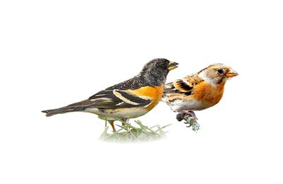 L'oiseau venu du froid