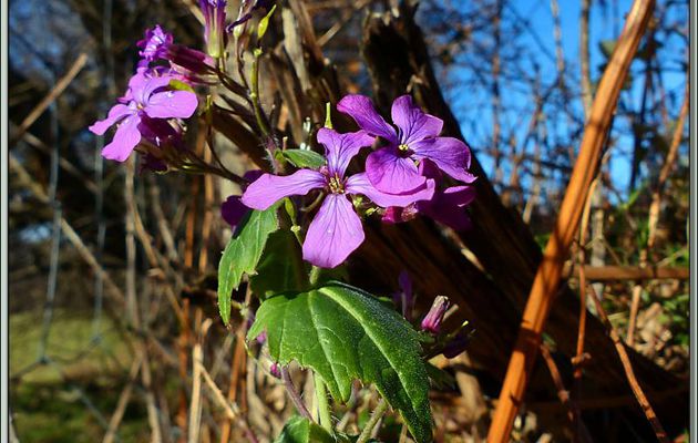 Lunaire annuelle (Lunaria annua) ou Monnaie du pape - Laouech - Milhas - 31