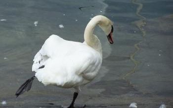 Quel jars de cygne ?