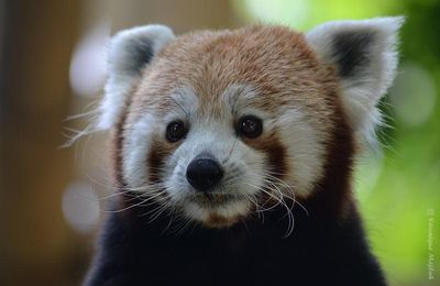 Ménagerie du Jardin des Plantes : Panda Roux