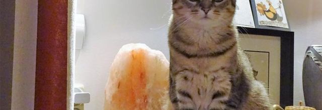 Dimanche c'est chat