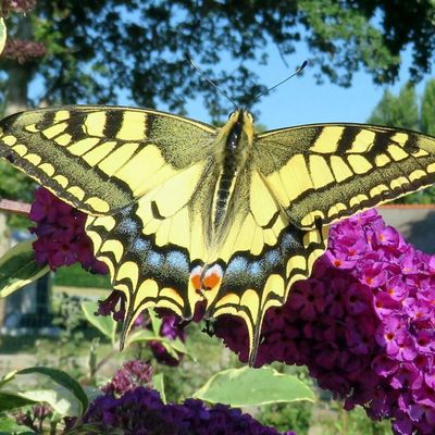 des papillons à voir 