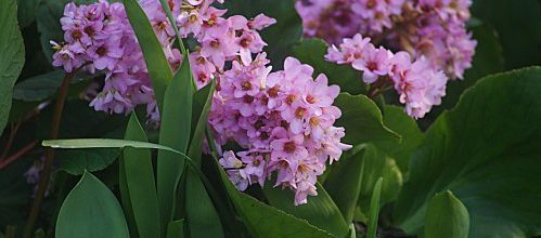 Bergenia cordifolia